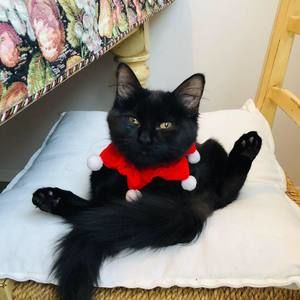 Meet your Posher, Anne-marie